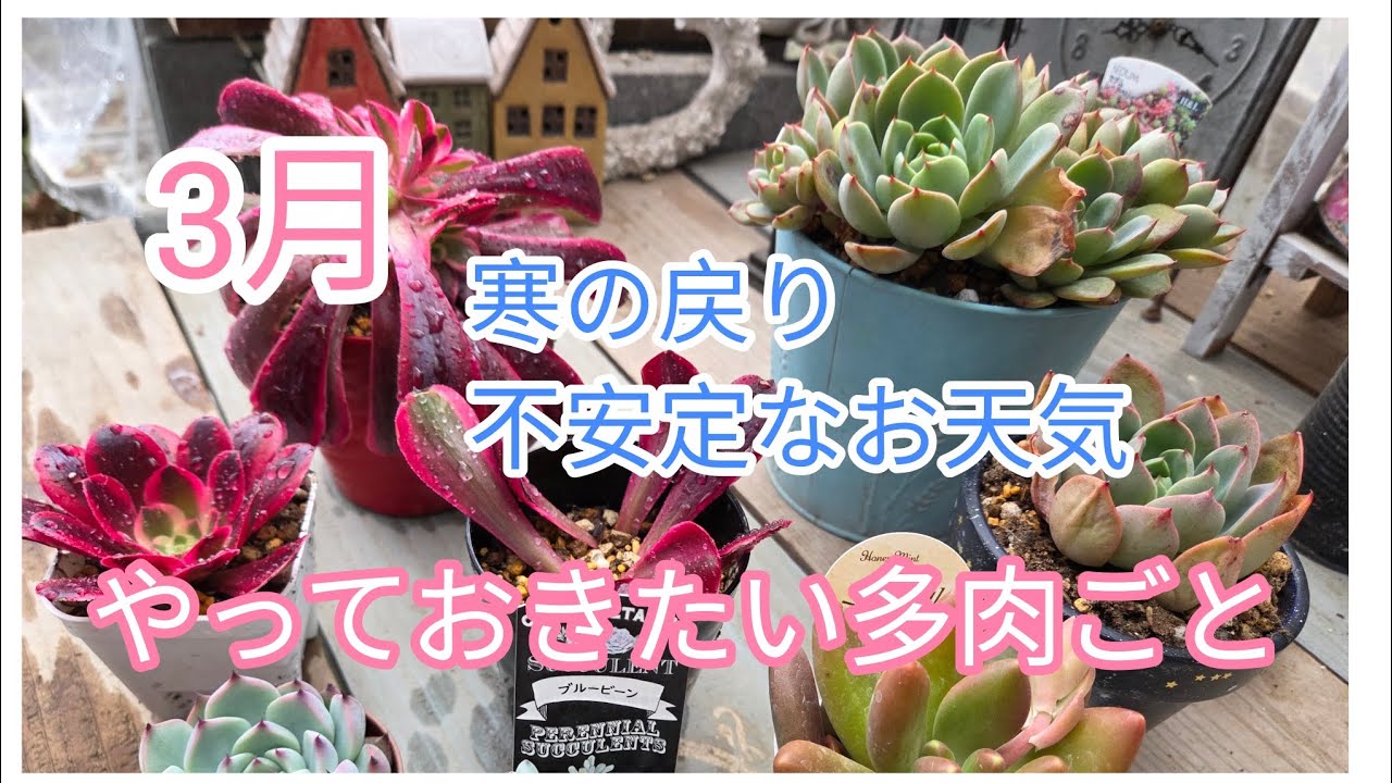 3月にやっておきたい多肉ごと2つ✨🌱🌵🌱✨