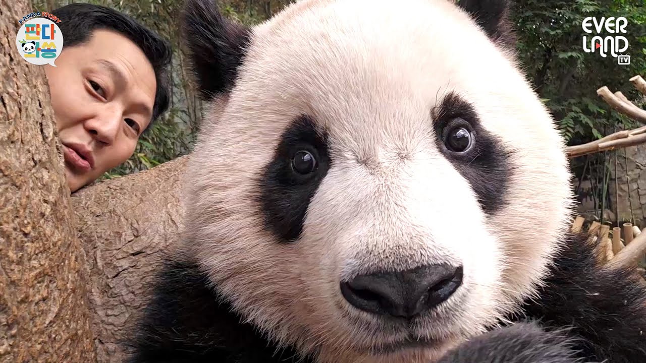 [ENG]툥바오! 나 혼자 찍고 싶다구 해짜나...｜#판다와쏭 #208
