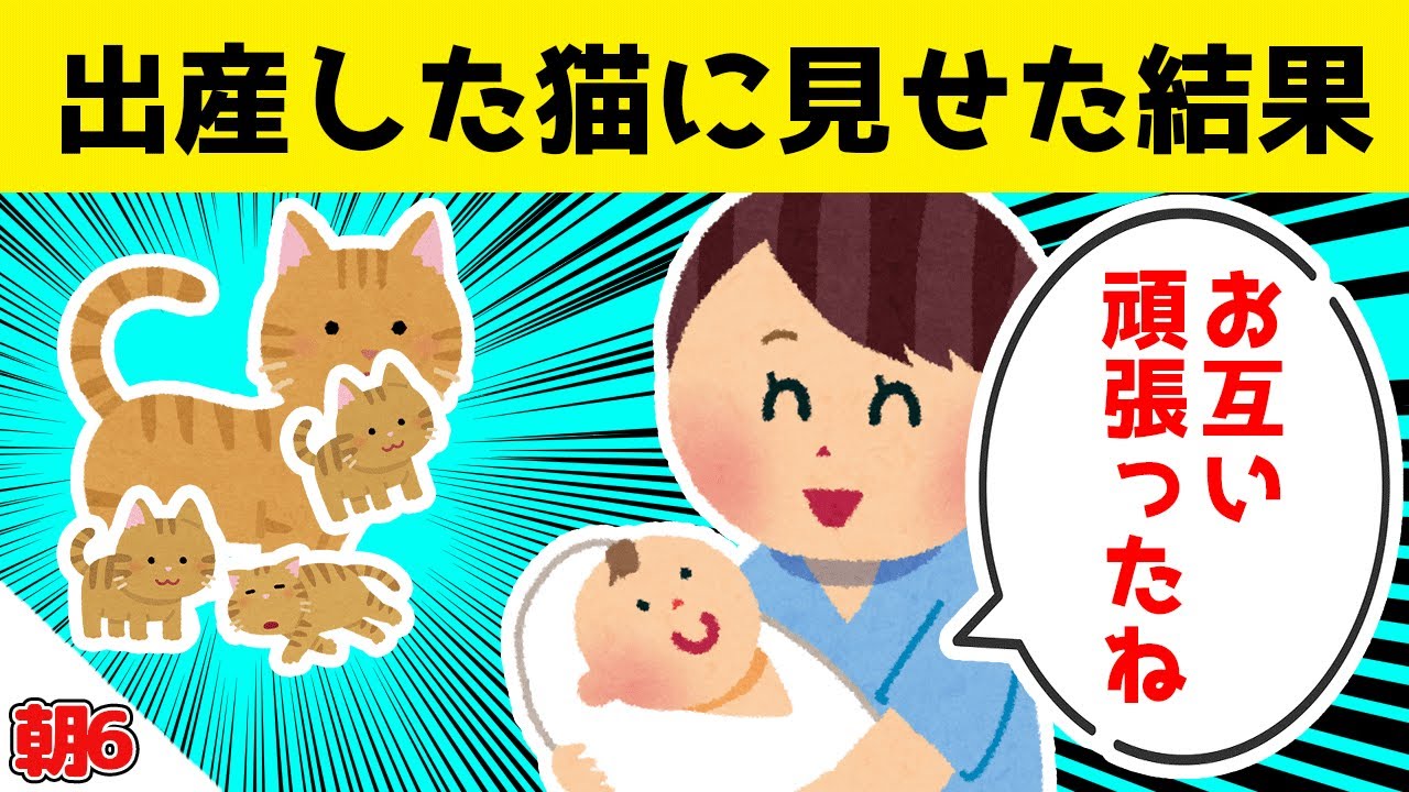 娘が生まれてすぐ出産した猫に、娘を見せた結果ｗｗｗ