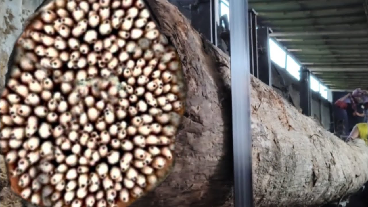 Unlucky Day || Wood Cutter Nearly Destroyed at Sawmill