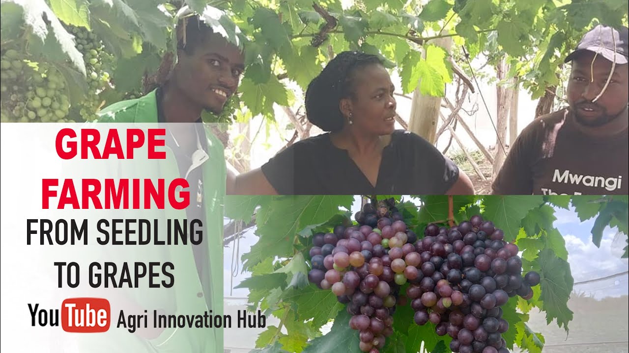 How to produce millions of vines from Grape Seedlings Cuttings - Profitability of Grape Farming