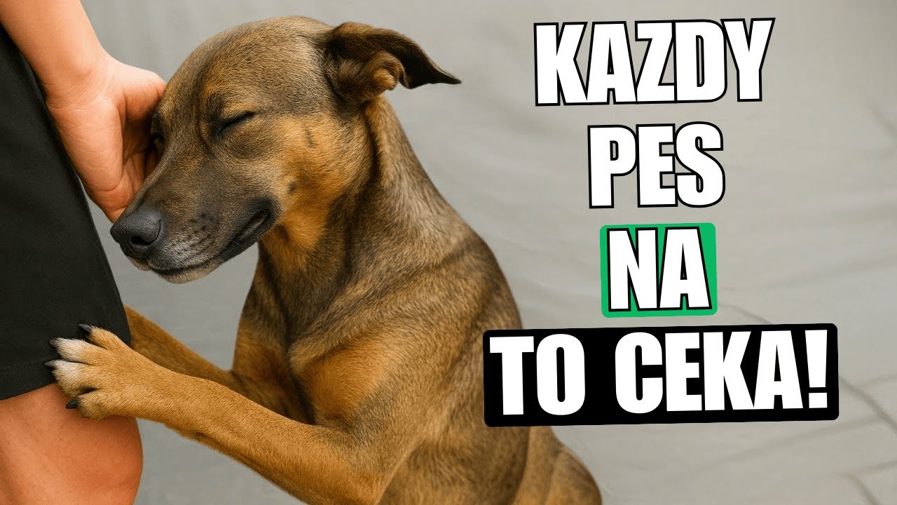 Nevyslovená pravidla, která psi od vás očekávají celý svůj život!