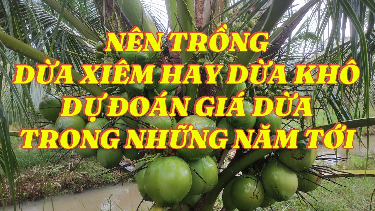 #190 | NÊN CHỌN DỪA XIÊM HAY DỪA KHÔ | NHẬN ĐỊNH GIÁ DỪA 2-4 NĂM TỚI | KHẮC DUY TV