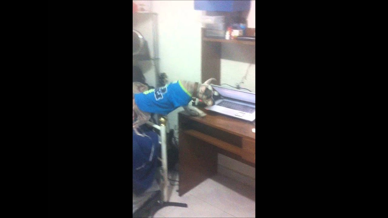 Guile's theme goes with everything , dog and her ball