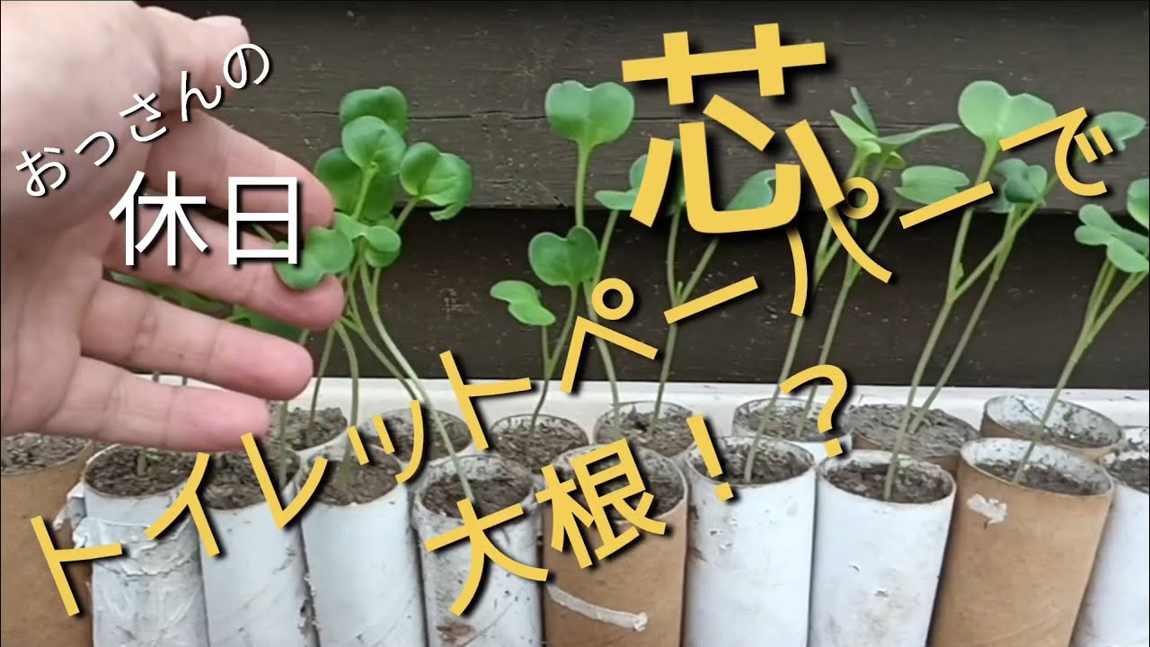 トイレットペーパーの芯で大根栽培！大成功！！