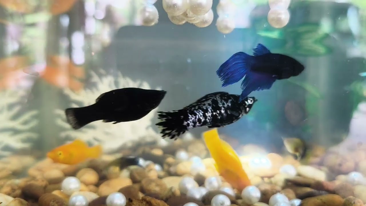 🌲🐠🍊😘#freefire #aquarium #shortfilm 