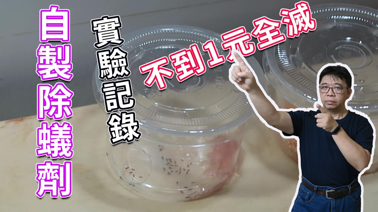 安全有效的自製除蟻劑  7日的實驗記錄   不用1元螞蟻清光光  海賊王diy日記