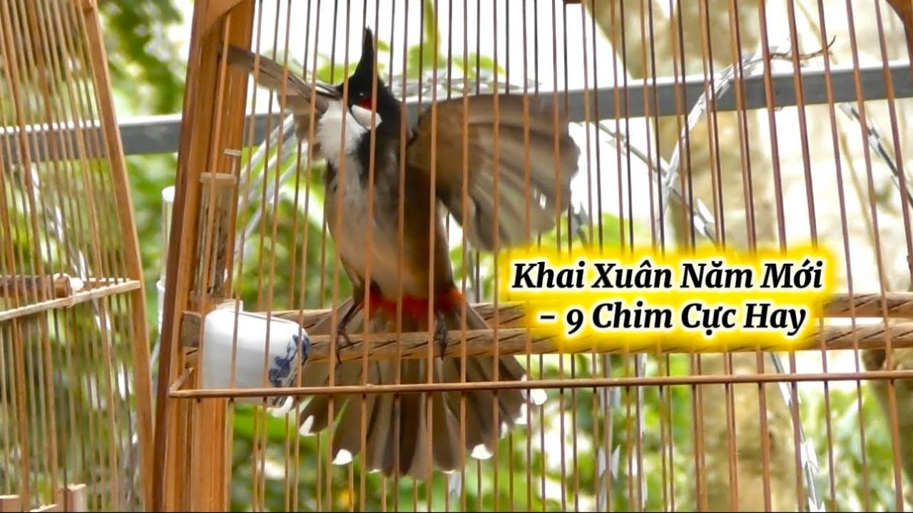 Khai Xuân Năm Mới 9 Chú Chim Cực Hay / Chim Sạch Tinh Tes Giàn Trên 2h Mời AE Đào Tạo