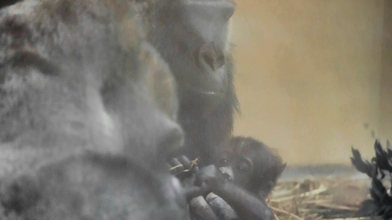 ゲンキの赤ちゃん、今はわら遊び。次は、、、｜京都市動物園｜撮影日2026.3.12｜【きょうのゴリラ】