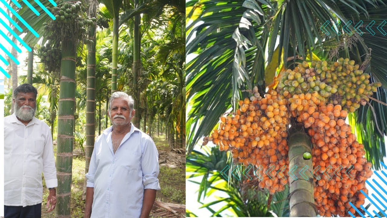 பாக்கு சாகுபடியில் ஏக்கருக்கு ரூ.5 லட்சம் சாத்தியமா?? | Mohit nagar Arecanut Cultivation  -Video 3