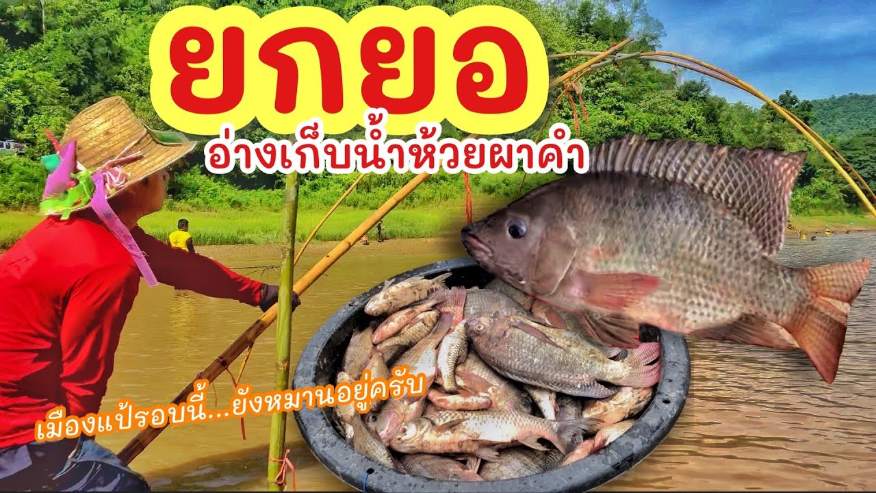 ยกยอ อ่างห้วยผาคำ จ.แพร่ ►Fishing lifestyle Ep.701