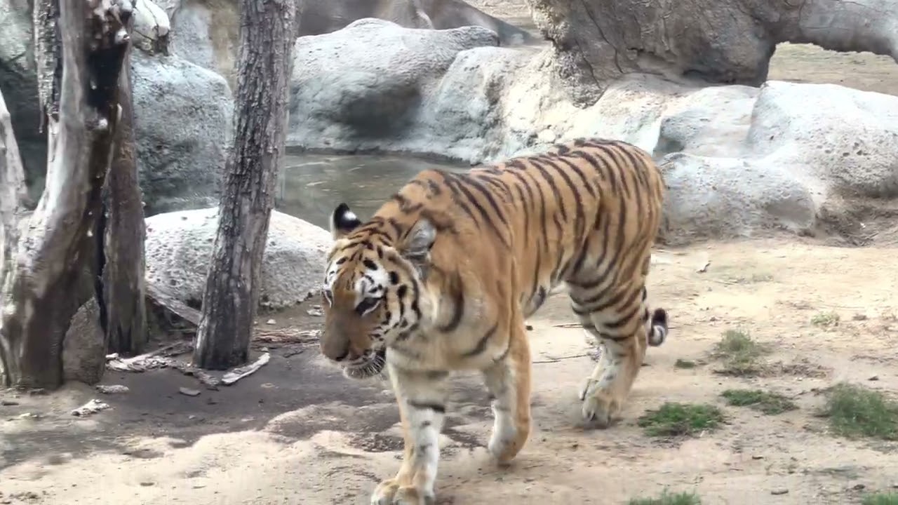Encounter the Majestic Tigers at Emirates Zoo, Abu Dhabi, UAE