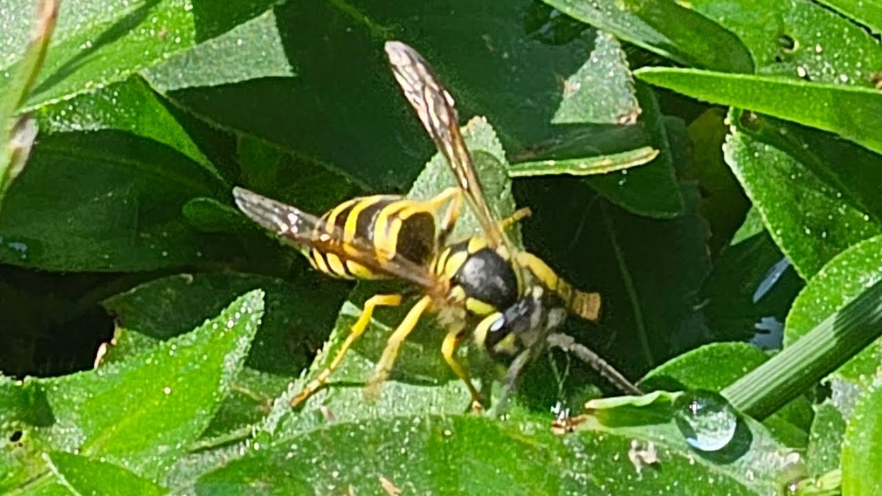 Yellow Jacket Trap that ACTUALLY WORKS! 1000s Dead In Just A Few Hours!