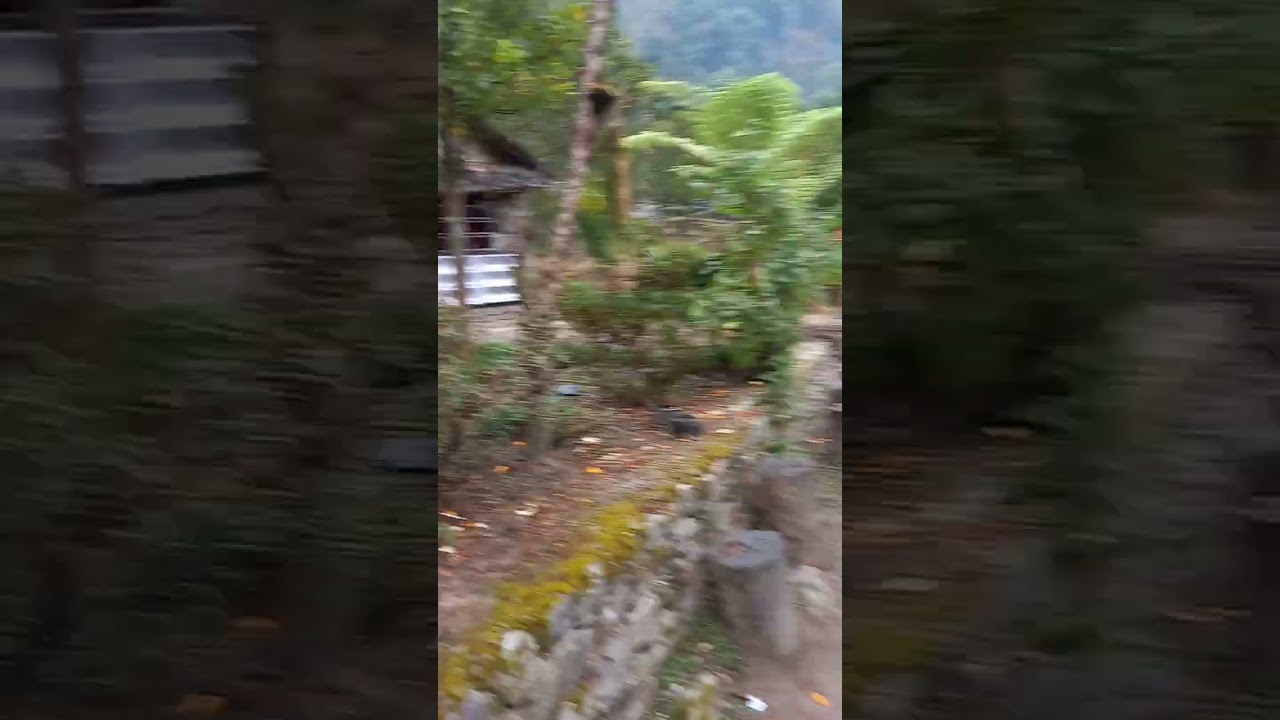 awesome property....RIMBI ORANGE GARDEN HOMESTAY...WEST SIKKIM