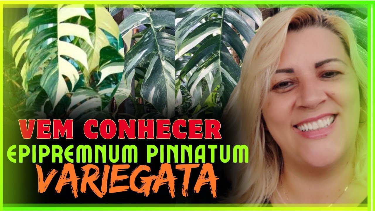 Epipremnum Pinnatum Variegata para nova estufa - fiz muitas mudas