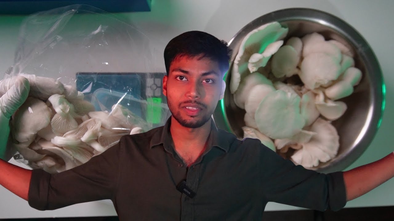 Mushroom: Harvesting and packaging | Vlog 8