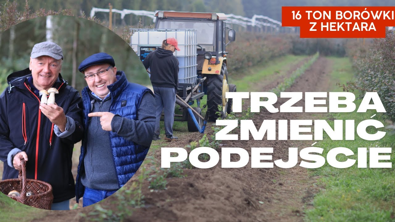 16 ton borówki z hektara. Trzeba zmienić podejście!