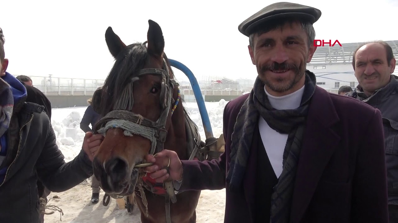 Tek gözlü at Dadaş, 4'üncü kez şampiyon oldu