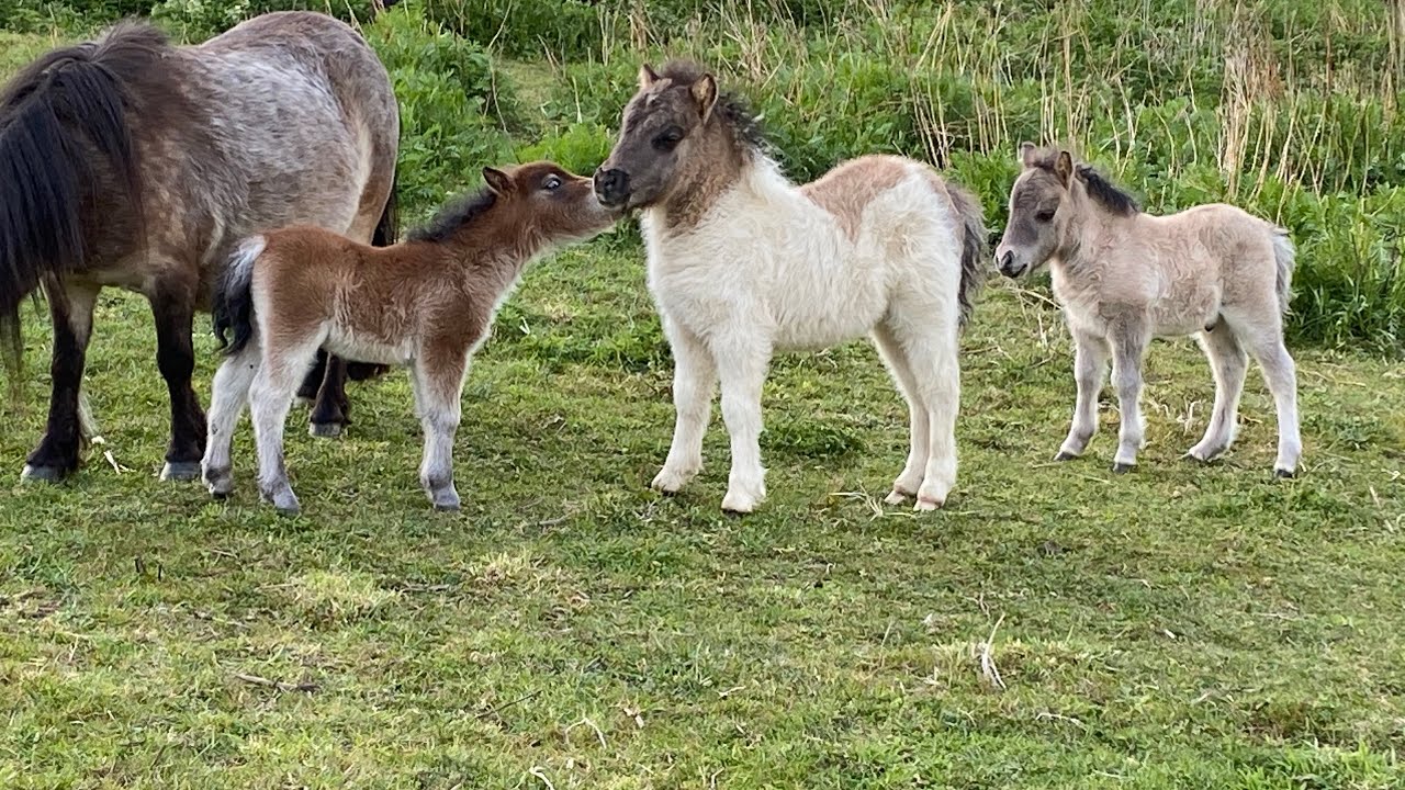 Neuer Kumpel für die Hengstfohlen 🐴 #Miniature horse - New buddy for the colt