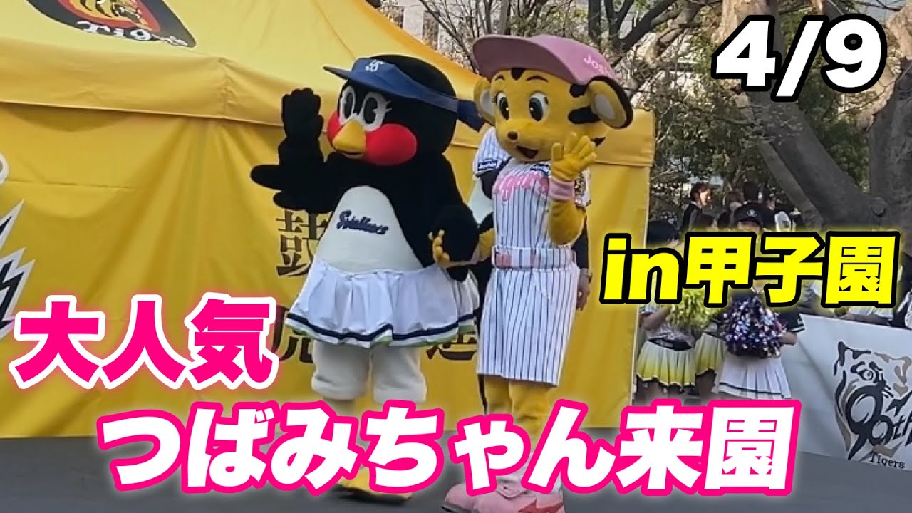 【つば九郎の誕生日につばみちゃんが甲子園にキター！つばみちゃん対ラッキーちゃんとの対決が癒される】