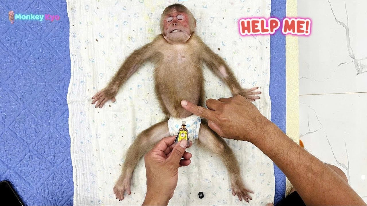 Oh No! Baby Monkey Kyo is in Trouble – Dad, Help Me!