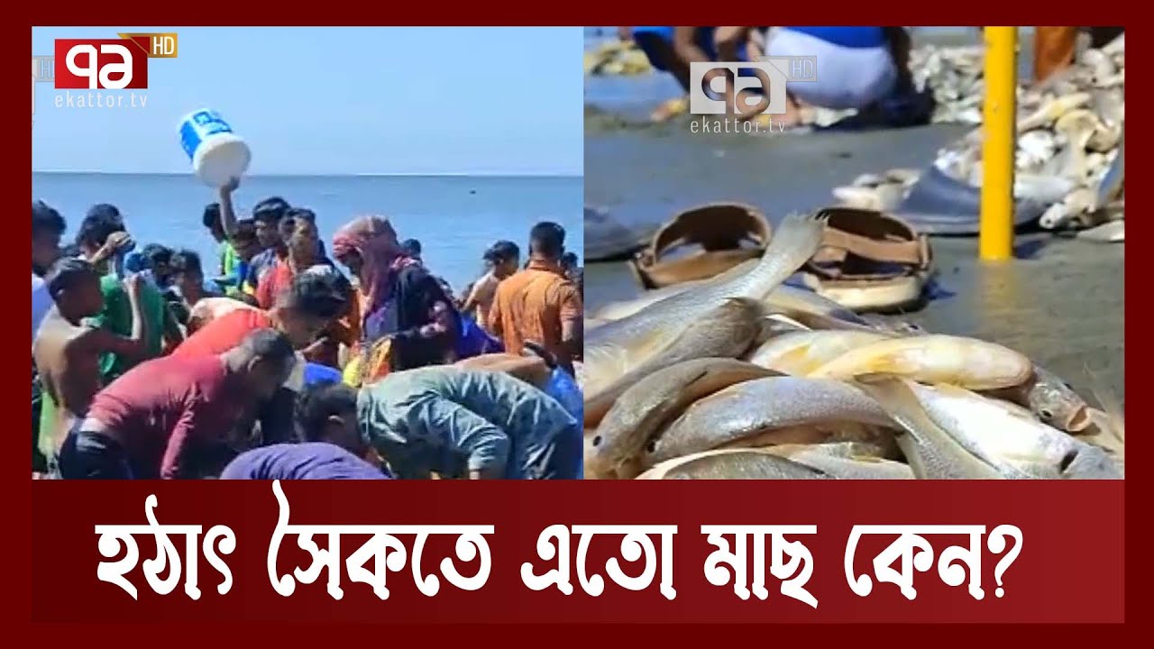 কক্সবাজার সৈকতে ভেসে এসেছে অসংখ্য মাছ, কুড়িয়ে নিচ্ছে যে যার মতো | Cox'sbazar | News | Ekattor TV