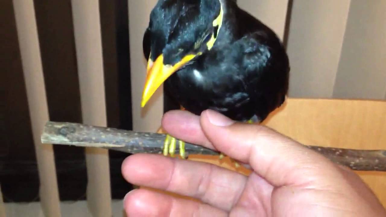 Luna the Indian hill mynah