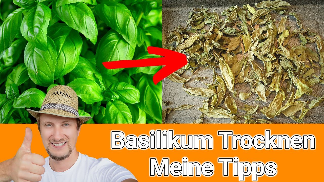 Basilikum trocknen 🌞 Meine Anleitung und Tipps
