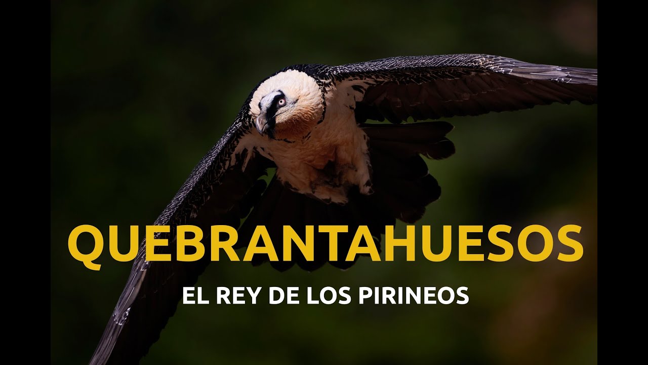 Quebrantahuesos, el rey de los Pirineos