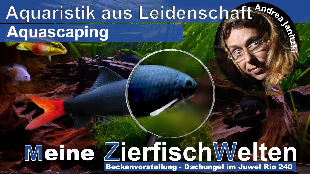 Aquascaping - Schwarze Haie Im Rio Dschungel