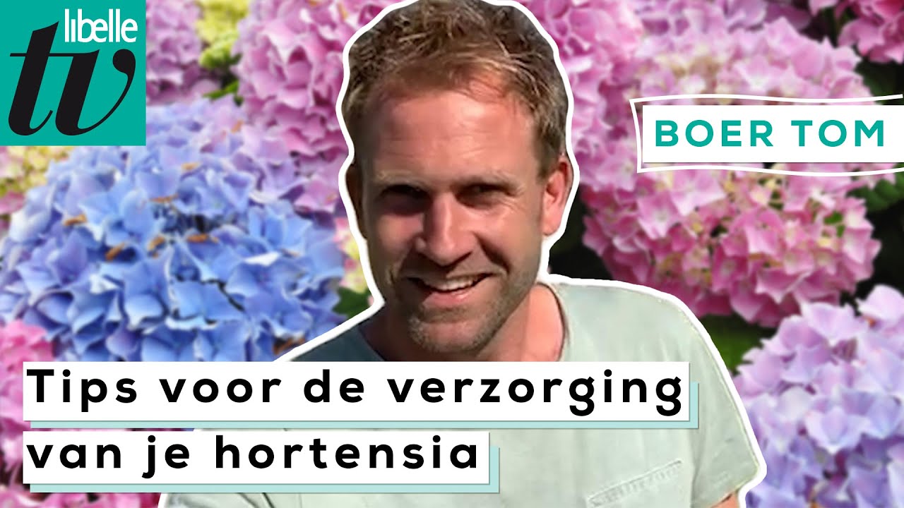 Dé tip voor het onderhouden van je hortensia's - Libelle Boer Tom