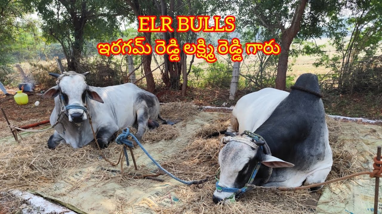 💥🌾14/02/2026 కడప జిల్లా నందలూరు మండలం పొత్తపి గ్రామంలో సేద్యపు ఎద్దుల విభాగంలో 8వ జత💥🌾