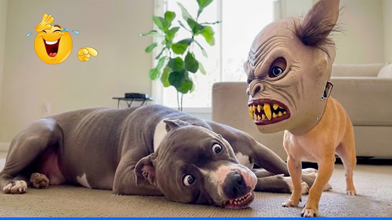 The Funniest Animal Videos Compilation 😹🐶 Cat and Dog Videos That Don't Disappoint You