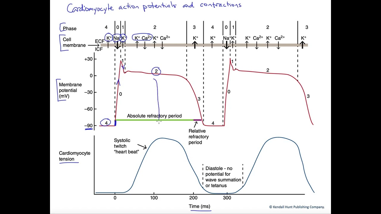 Cardiomyocyte action potential and twitch