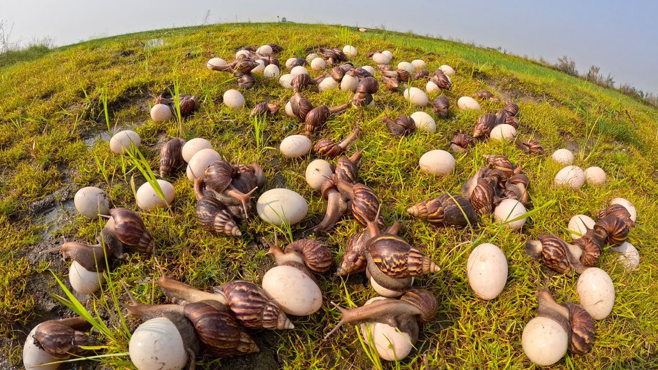 Harvesting Giant Snail Eggs in the Grass