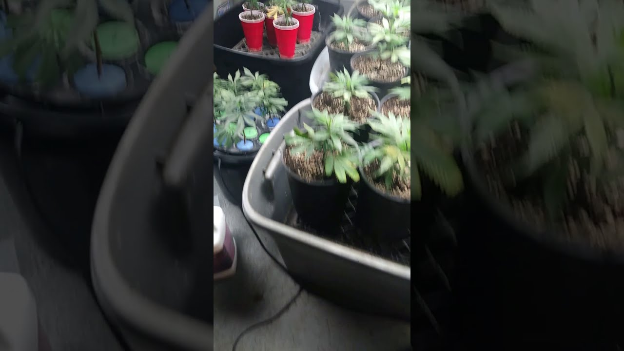 Spider mites! Kill them easy!