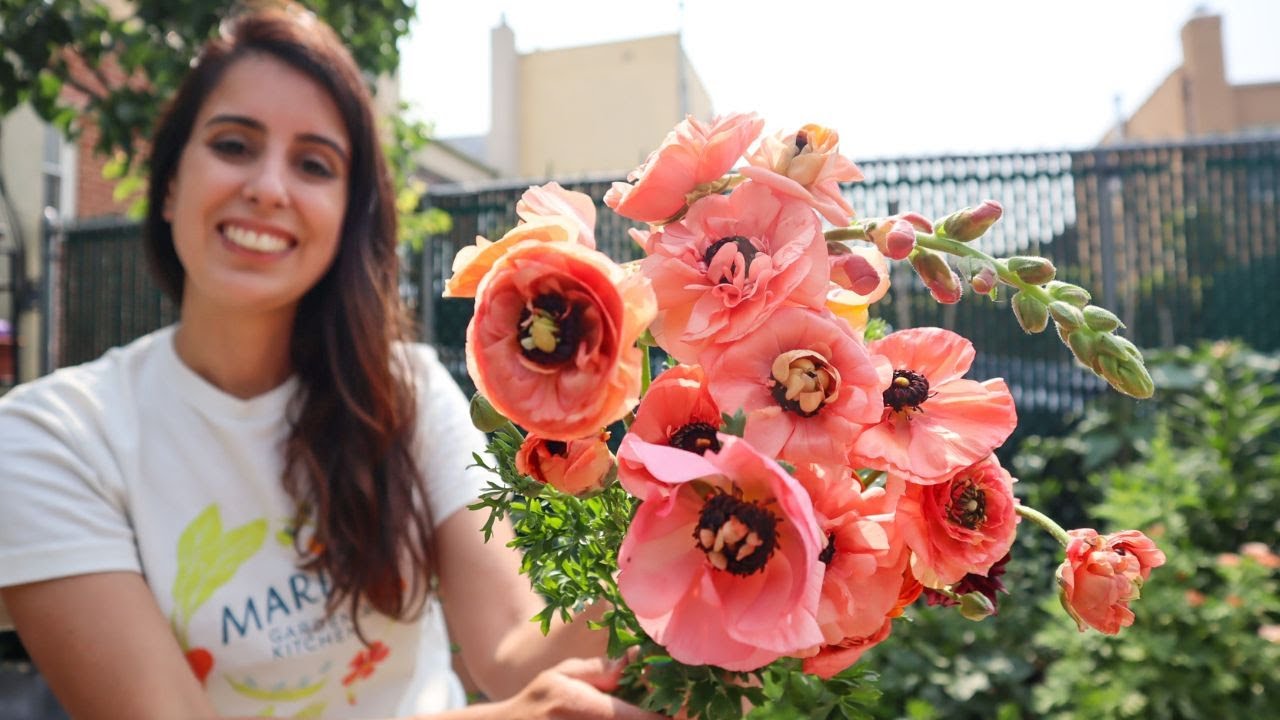 Ranunculus Harvest (& a little chat) // Mari's Garden and Kitchen