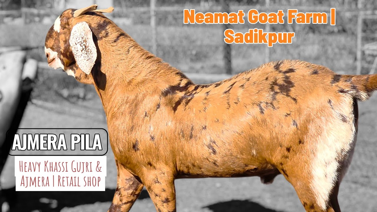 NEAMAT GOAT FARM GUJRI KE BADSHAH | SADIKPUR NOT JAIPUR