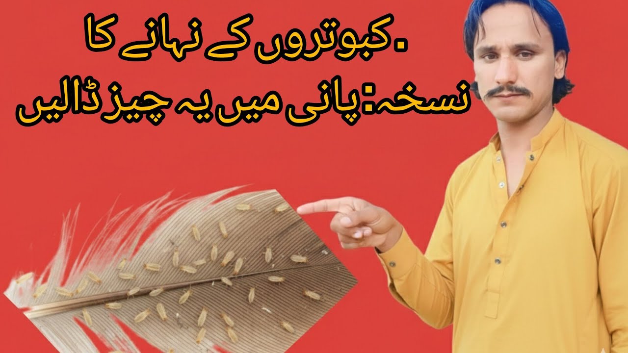 کبوتروں کا نہانے کا بہترین نسخہ | پانی میں یہ چیز ڈالیں | Healthy Pigeon Bath Formula Kabootar world