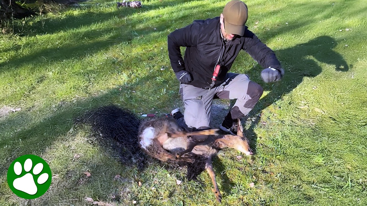 He Refused to Give Up on This Trapped Deer👏🏼