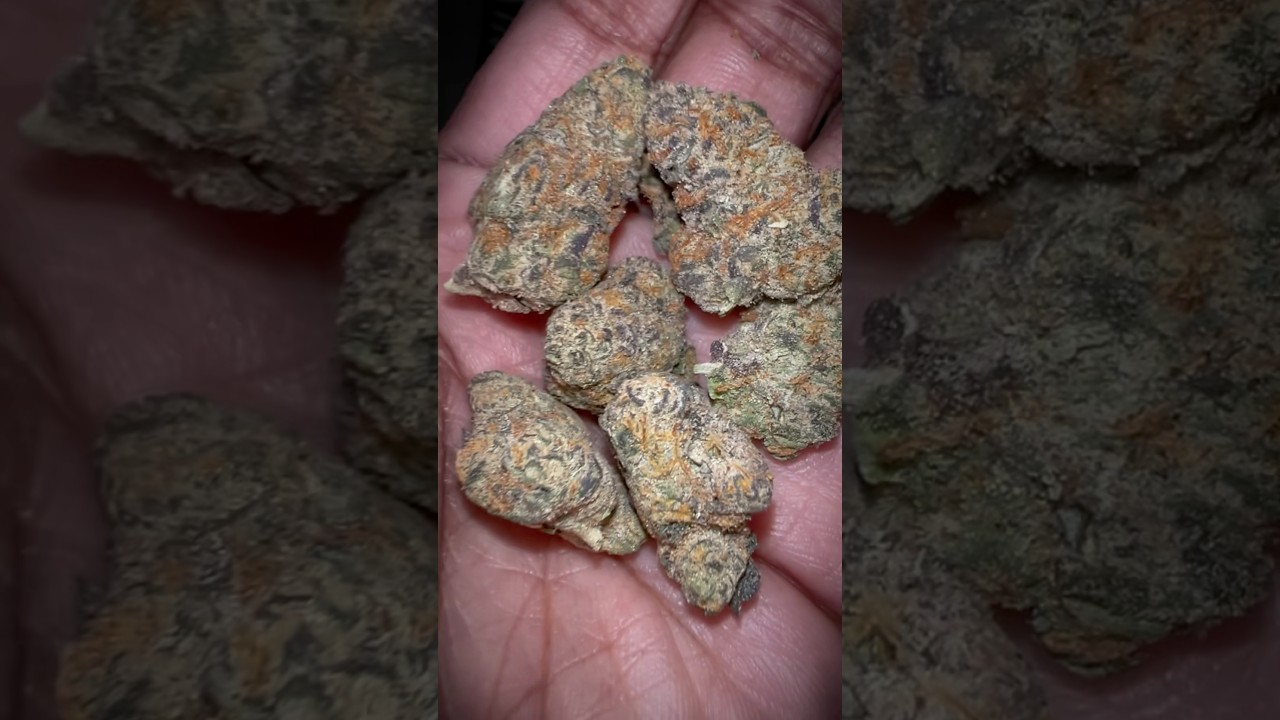 Mr. Stinky from The Perfect Plant Market #subscribe #review #420community #freetheplant #mrstinky