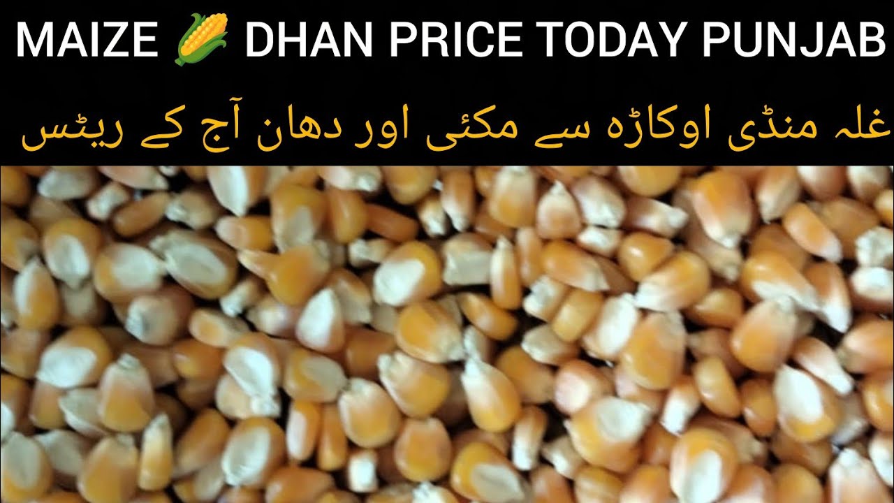 DHAN PRICE TODAY OKARA MANDI MAIZE RATE TODAY PUNJAB MANDI 24.02.2026
