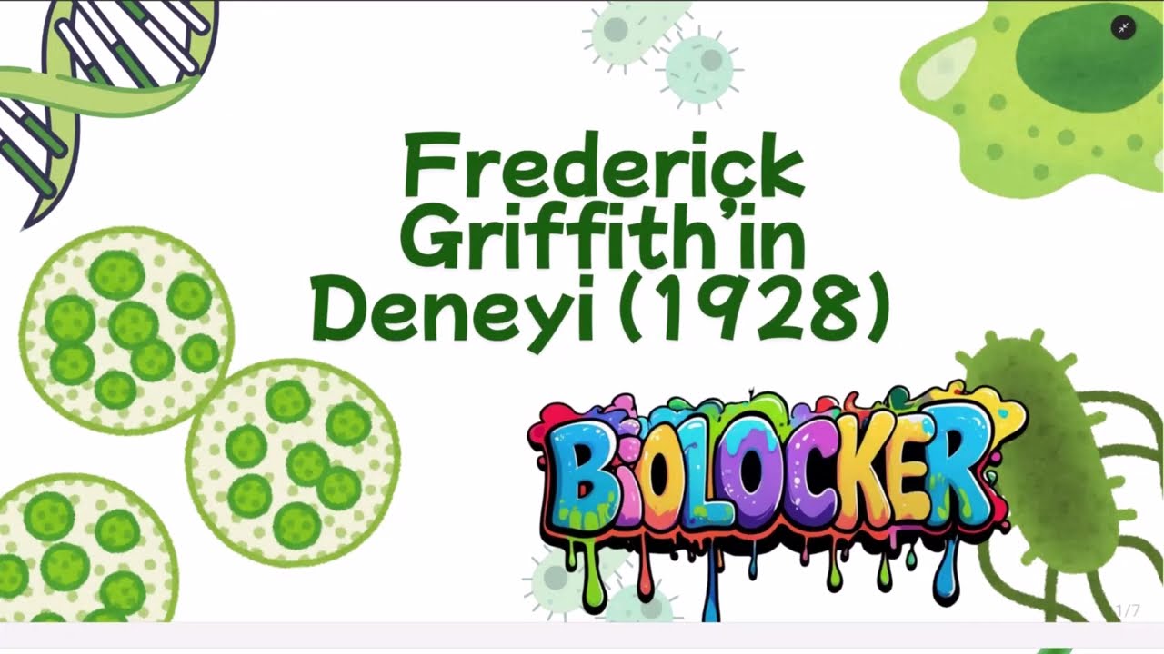 Griffith Fareleri Neden Öldü? Genetik Biliminin Başlangıç Noktası!