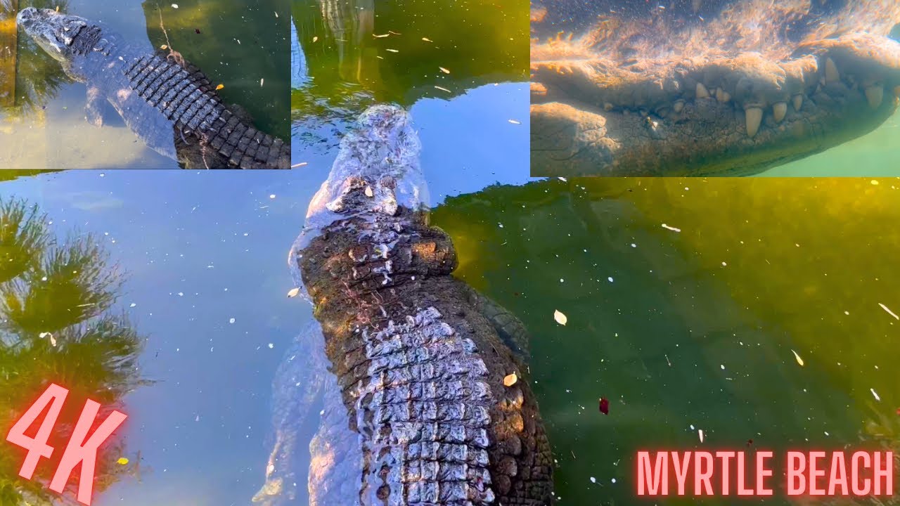 Face to face with the biggest crocodile in the United States - Tour of Alligator Adventure
