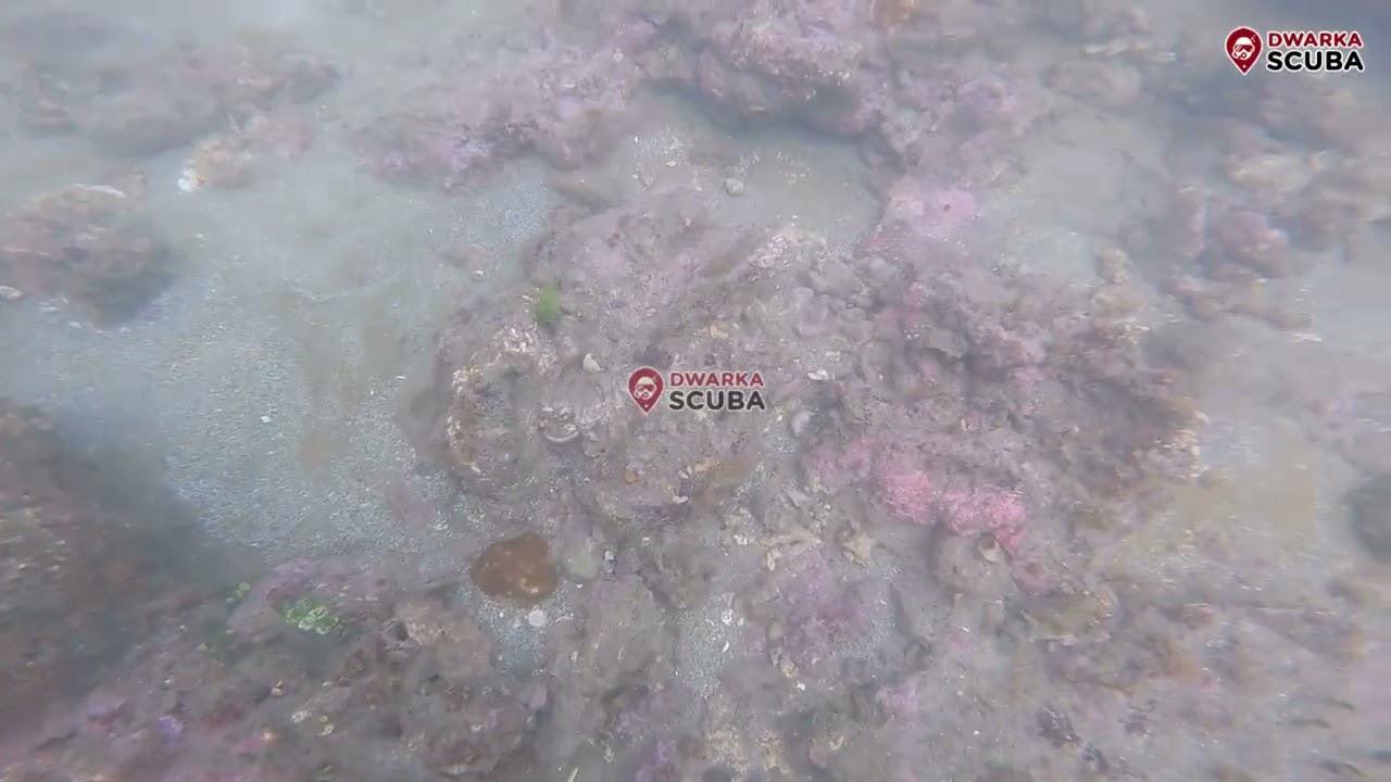 Discover the Living Ocean with Dwarka Scuba – A Marine Life Experience Like No Other 🌊