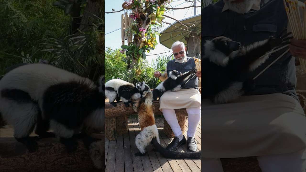 Vantara &ndash; A new home for rescued animals