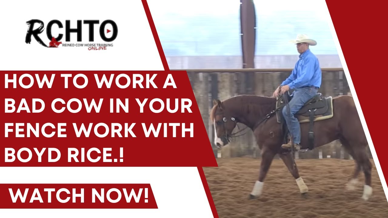 How To Work A Bad Cow In Your Fence Work With Boyd Rice.!