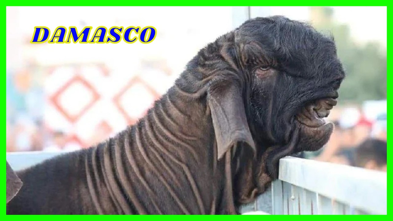 Ra&ccedil;as de Cabras: Damasco! #damascus #cabra #cabras #bode #capril #caprinocultura #leitedecabra