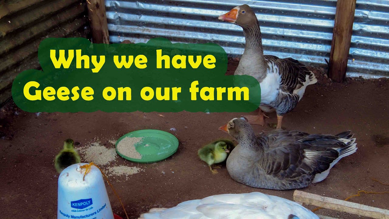 Stonehouse farm Geese.