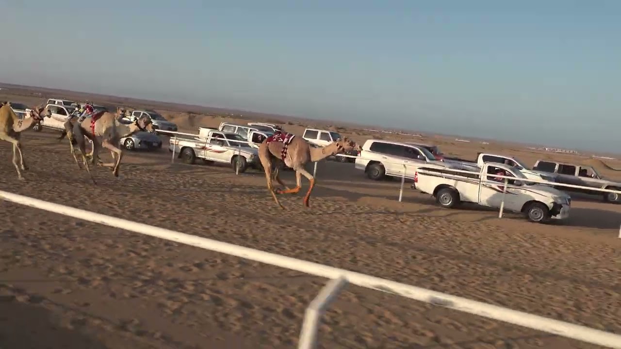 الشوط الرئيسي زمول 6كم ( العميد: تركي بن خليفه الزبني) سباق الميادين 5